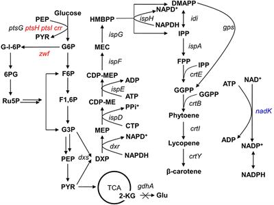 Enhancing β-Carotene Production in Escherichia coli by Perturbing Central Carbon Metabolism and Improving the NADPH Supply